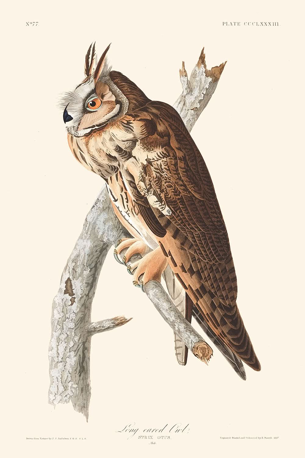 Long-eared Owl by John James Audubon, 1827