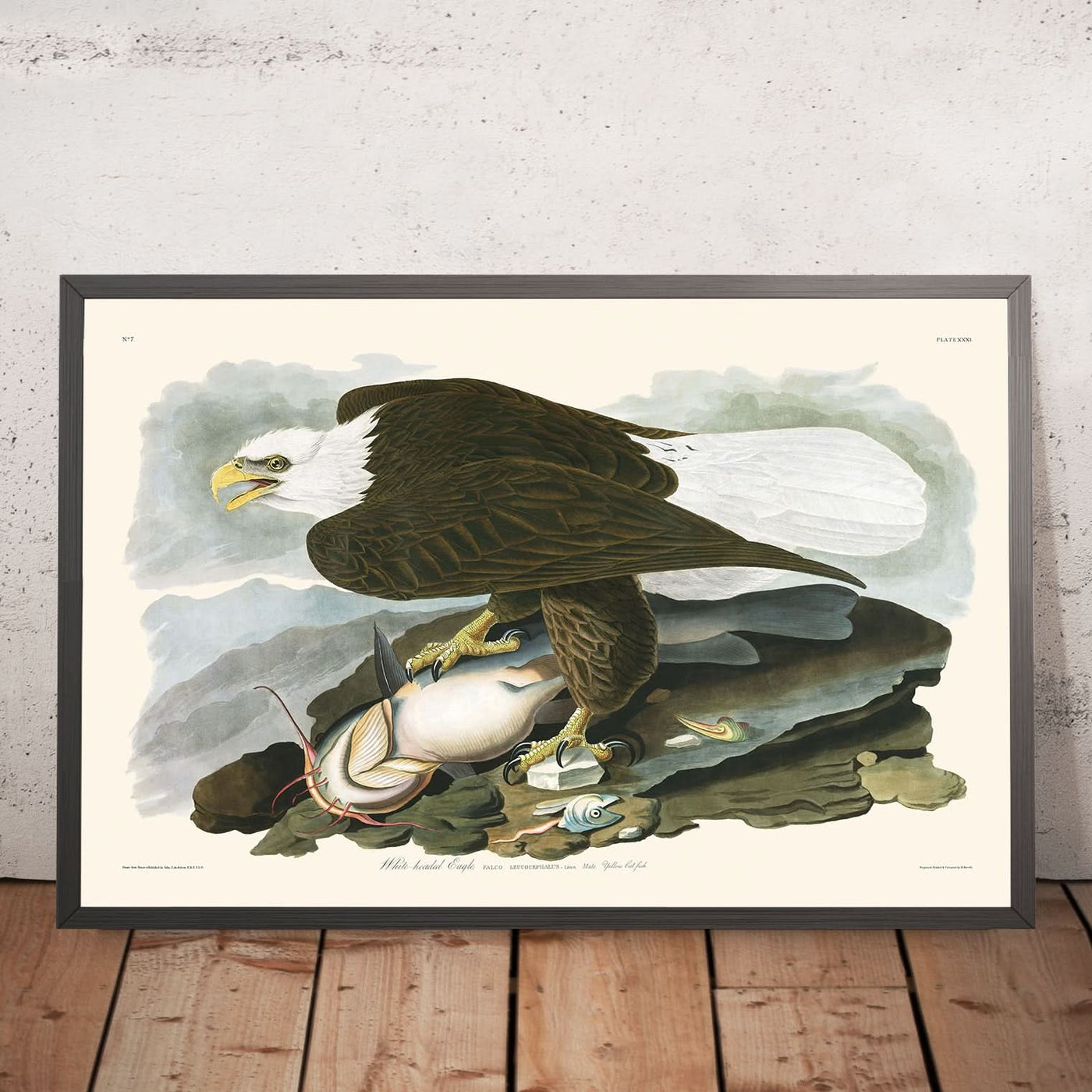 Weißkopfseeadler von John James Audubon, 1827