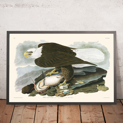 Weißkopfseeadler von John James Audubon, 1827 