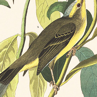 Grüner Schwarzkopf-Fliegenschnäpper von John James Audubon, 1827