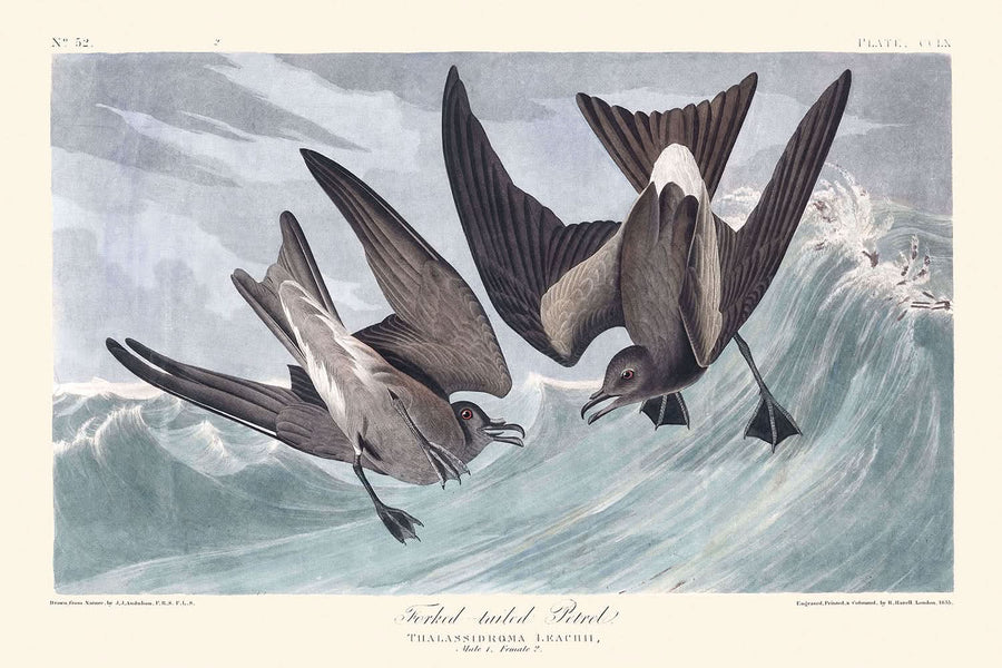 Petrello a coda di forca di John James Audubon, 1827 