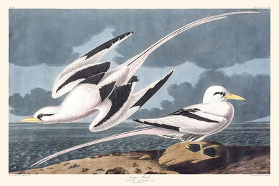 Tropikvogel von John James Audubon, 1827