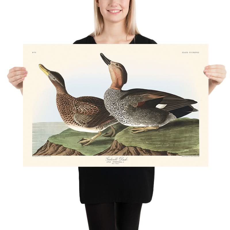 Anatra Gadwall di John James Audubon, 1827 