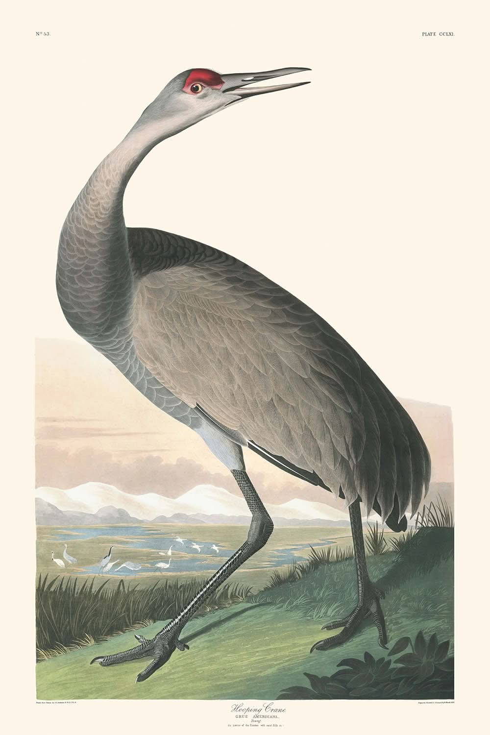 Der Kranich von John James Audubon, 1827