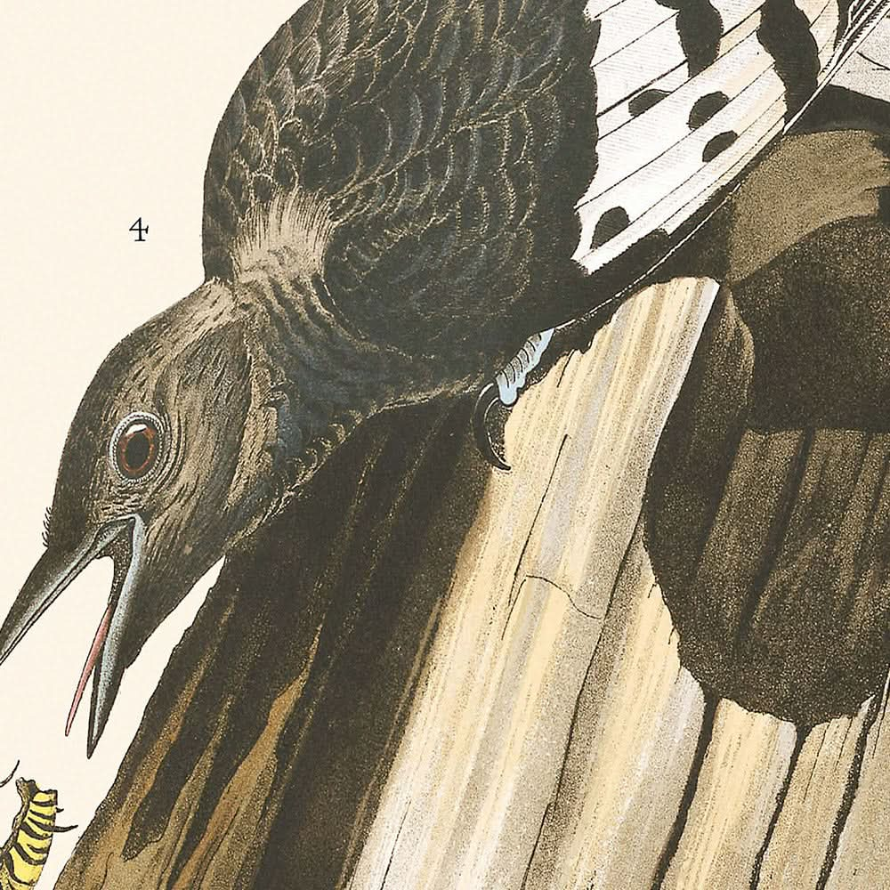 Rotkopfspecht von John James Audubon 1827