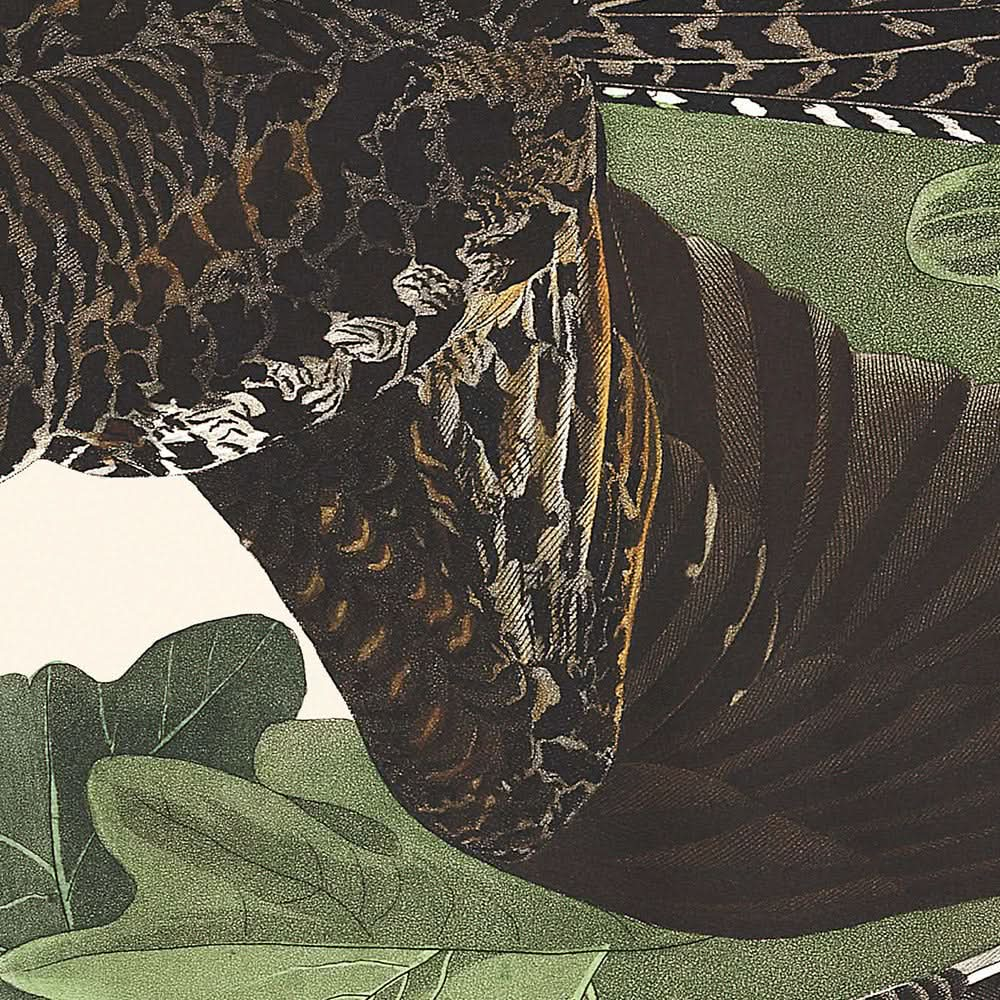 Nachtfalke von John James Audubon, 1827