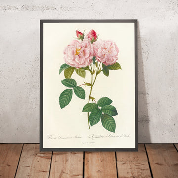 A framed image of Rosa damascena italica by Pierre Joseph Redouté, 1817
