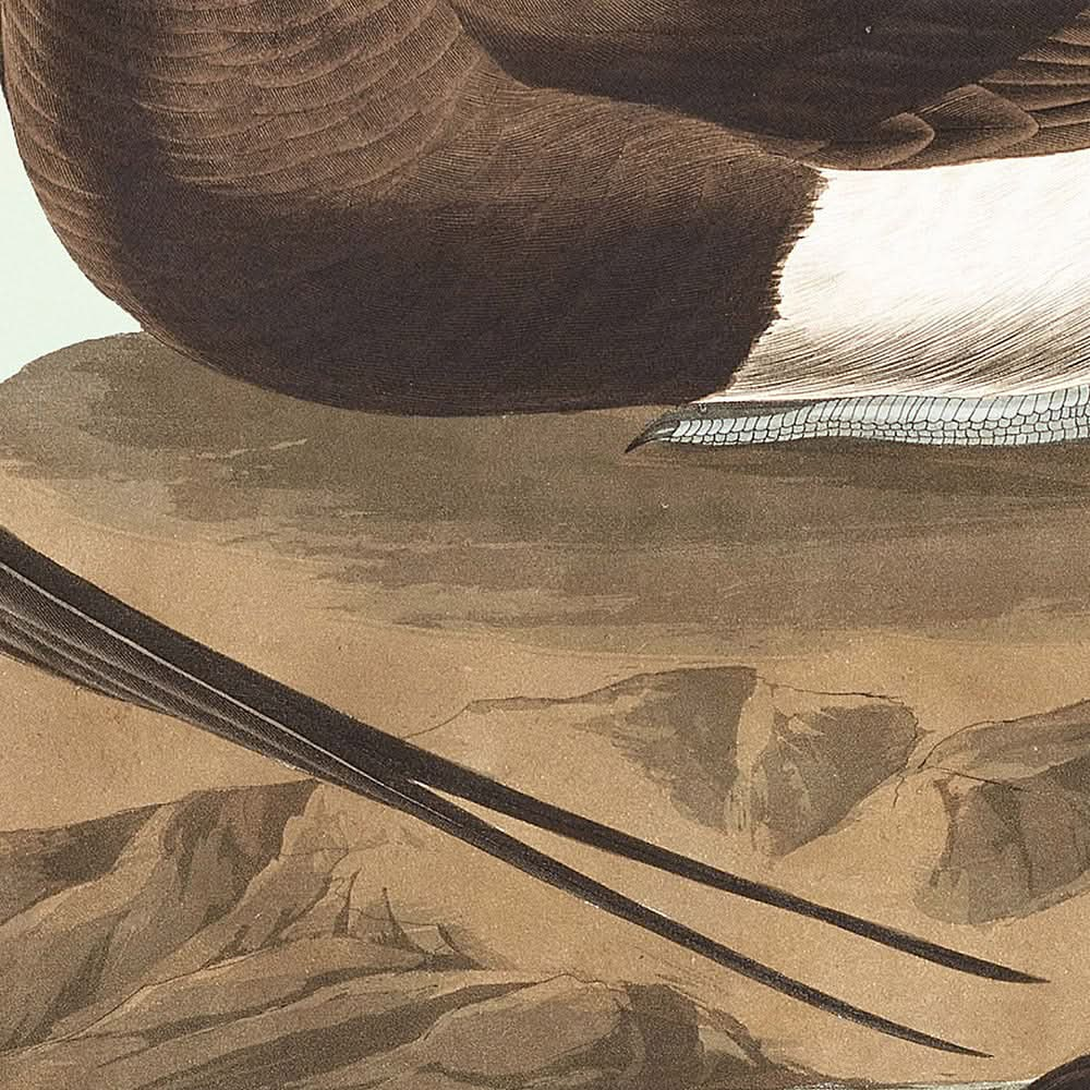 Pato de cola larga, de John James Audubon, 1827