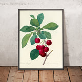 Cherries (Cerasus domestica, Plate 22) by Pierre Joseph Redouté, 1827