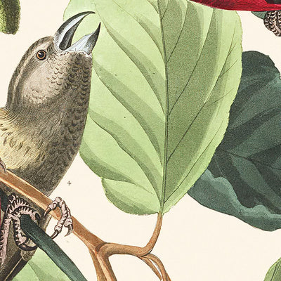 Piquituerto aliblanco, de John James Audubon, 1827