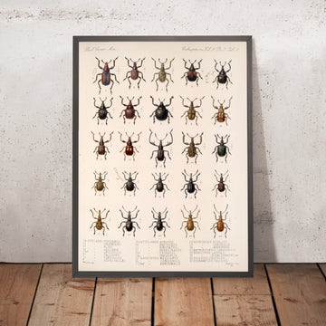 A framed image of 