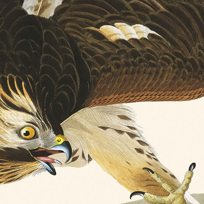 Virginia-Wachtel von John James Audubon, 1827 