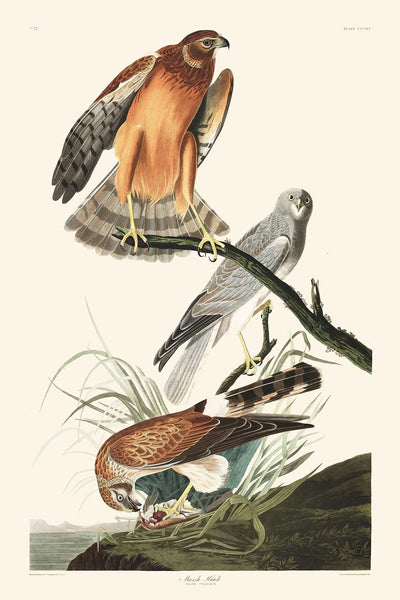 Gavilán de los pantanos, de John James Audubon, 1827