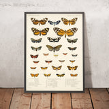 Moths (Lepidoptera: Heterocera, Plate 14) by Frederick DuCane Godman, 1879