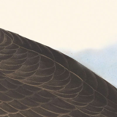 Hutchins' Weißwangengans von John James Audubon, 1827