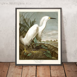 Héron neigeux, ou Aigrette blanche par John James Audubon, 1827 