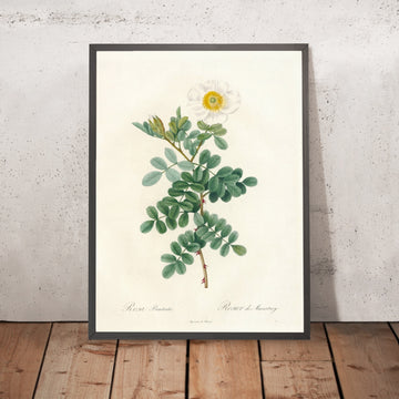 A framed image of Macartney Rose (Rosa bracteata) by Pierre Joseph Redouté, 1817
