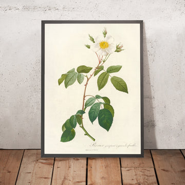 A framed image of Broad-Leaved Evergreen Rose (Rosa sempervirens latifolia) by Pierre Joseph Redouté, 1817