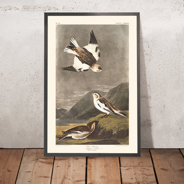 Une image encadrée du Bruant des neiges par John James Audubon, 1827