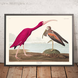 Scarlet Ibis by John James Audubon, 1827