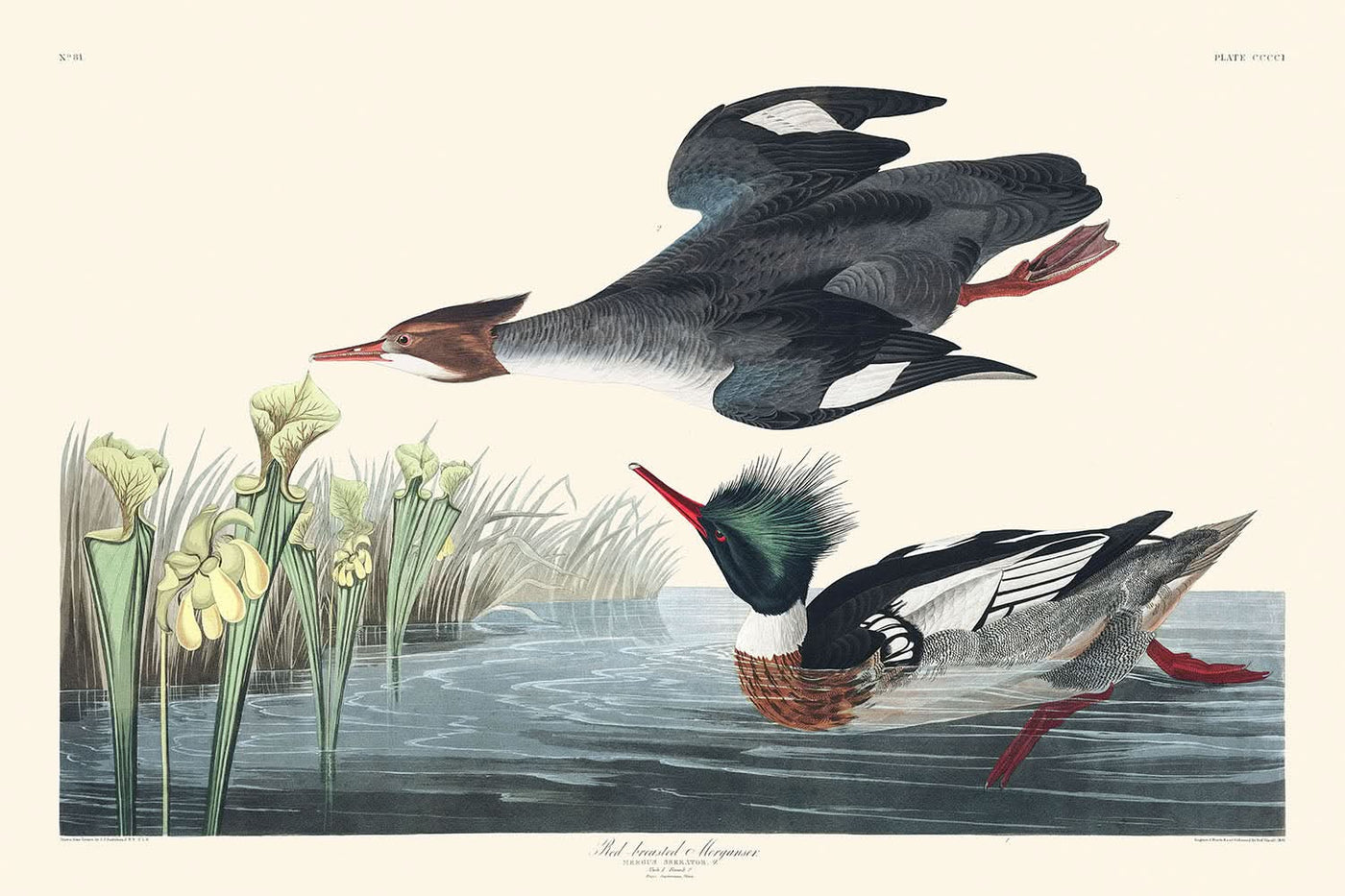 Mittelsäger von John James Audubon, 1827