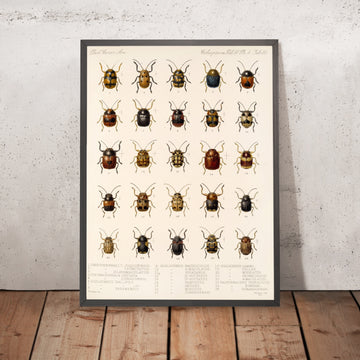 A framed image of 