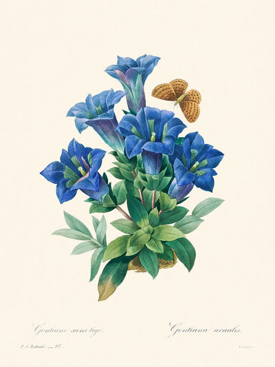 Gentiana Acaulis by Pierre-Joseph Redouté, 1802