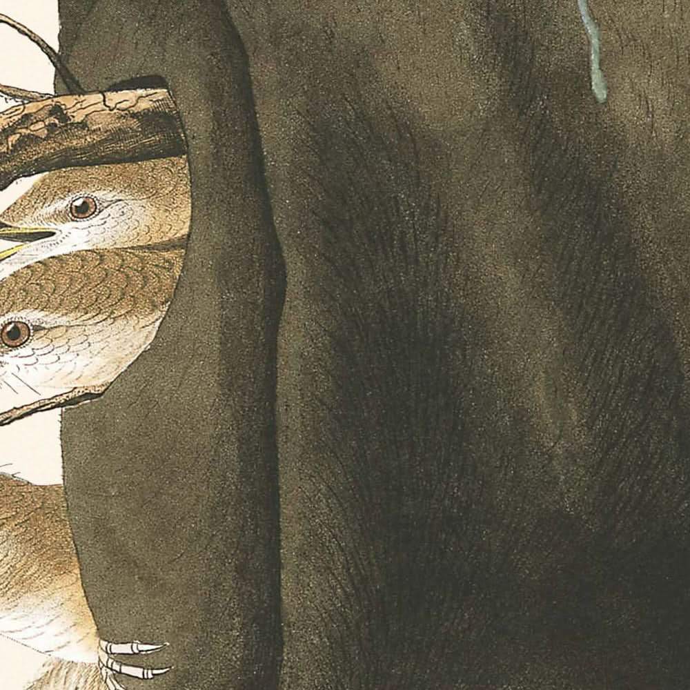 Le troglodyte familier de John James Audubon, 1827