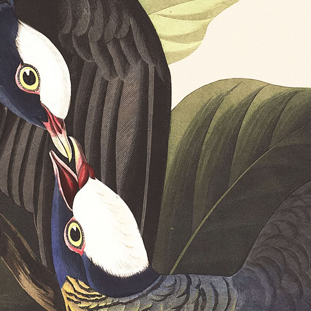 Weißkröniger Taube von John James Audubon, 1827 