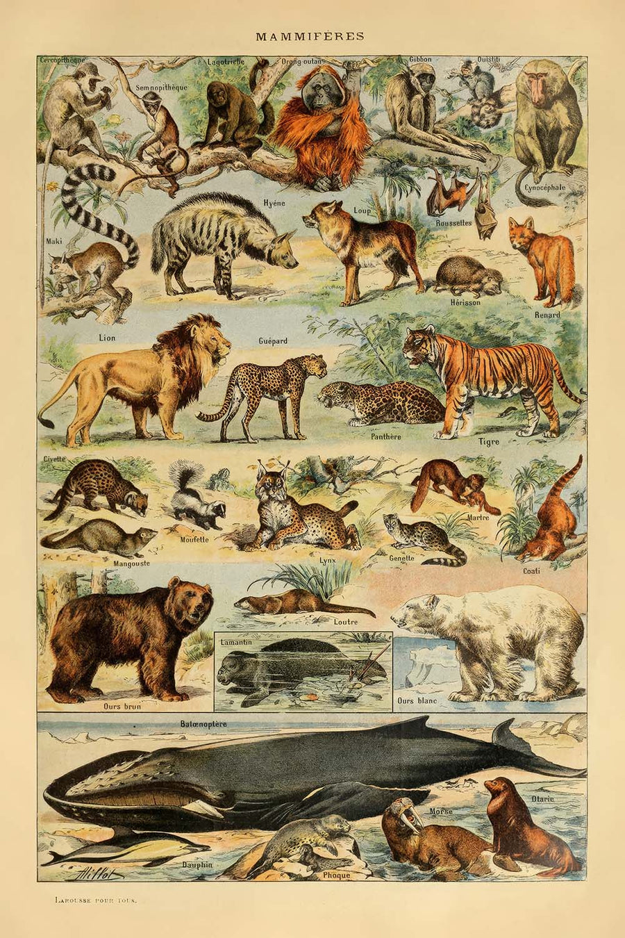 Mammiferi (2) di Adolphe Millot, 1890 - Gatti, Cani, Scimmie, Balene 