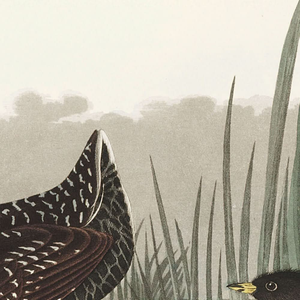 Least Water-hen by John James Audubon, 1827