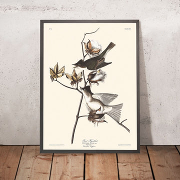 Pewit Flycatcher di John James Audubon, 1827 