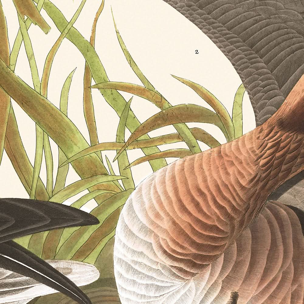 Weißfrontgans von John James Audubon, 1827 