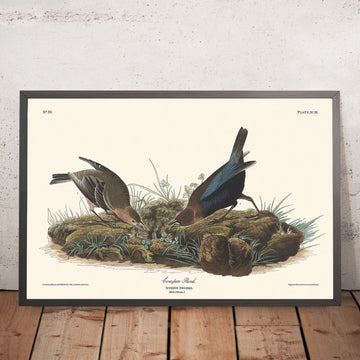 Uccello Cow-pen di John James Audubon, 1827 