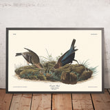 Kuhstallvogel von John James Audubon, 1827 