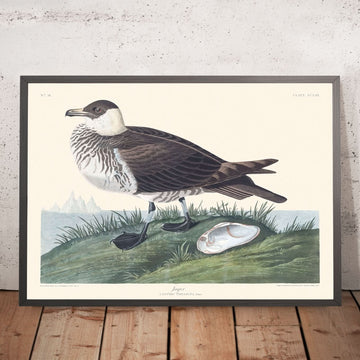 Jager di John James Audubon, 1827 