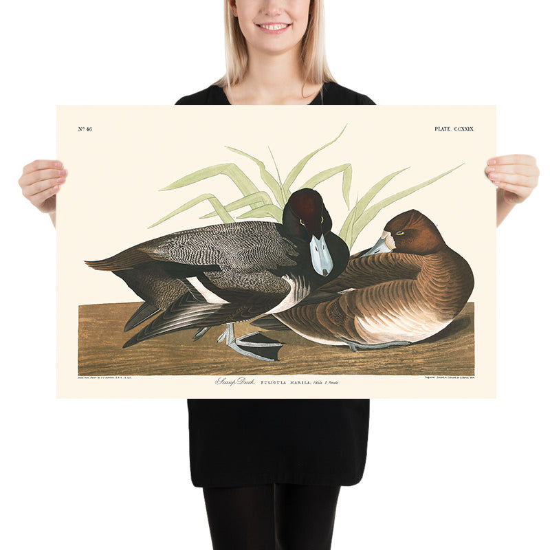 Anatra Scaup di John James Audubon 1827 