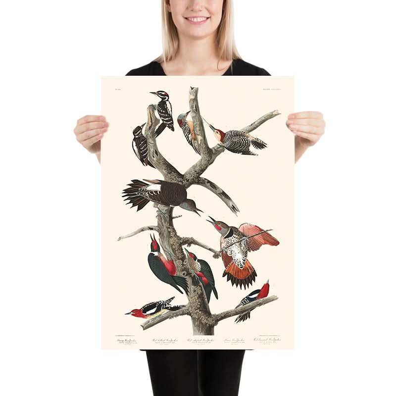 Picchio dal becco grosso, Picchio dal ventre rosso, Picchio dal fusto rosso, Picchio di Lewis, Picchio dal petto rosso di Audubon, 1827 