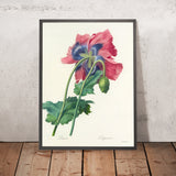 Poppy (Papaver, Plate 63) by Pierre Joseph Redouté, 1827