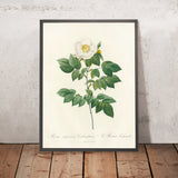 Evergreen Rose (Rosa Sempervirens Leschenaultiana) by Pierre Joseph Redouté, 1817