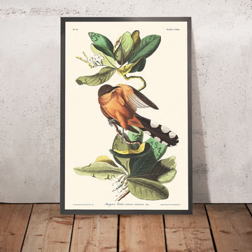 Cuculo delle mangrovie di John James Audubon, 1827 