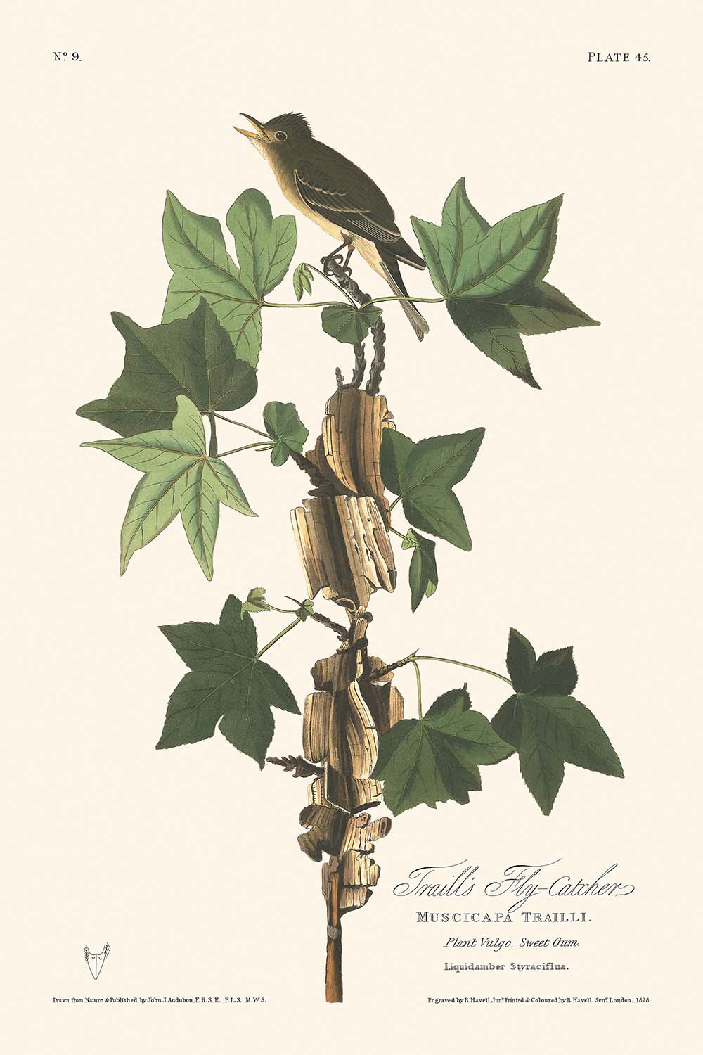 Traill's Flycatcher by John James Audubon 1827