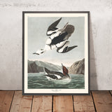 Smew, o Monja Blanca por John James Audubon, 1827 