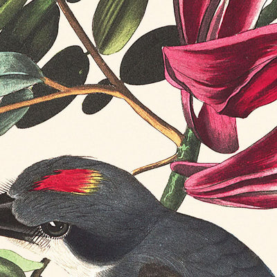 Piping Flycatcher von John James Audubon, 1827