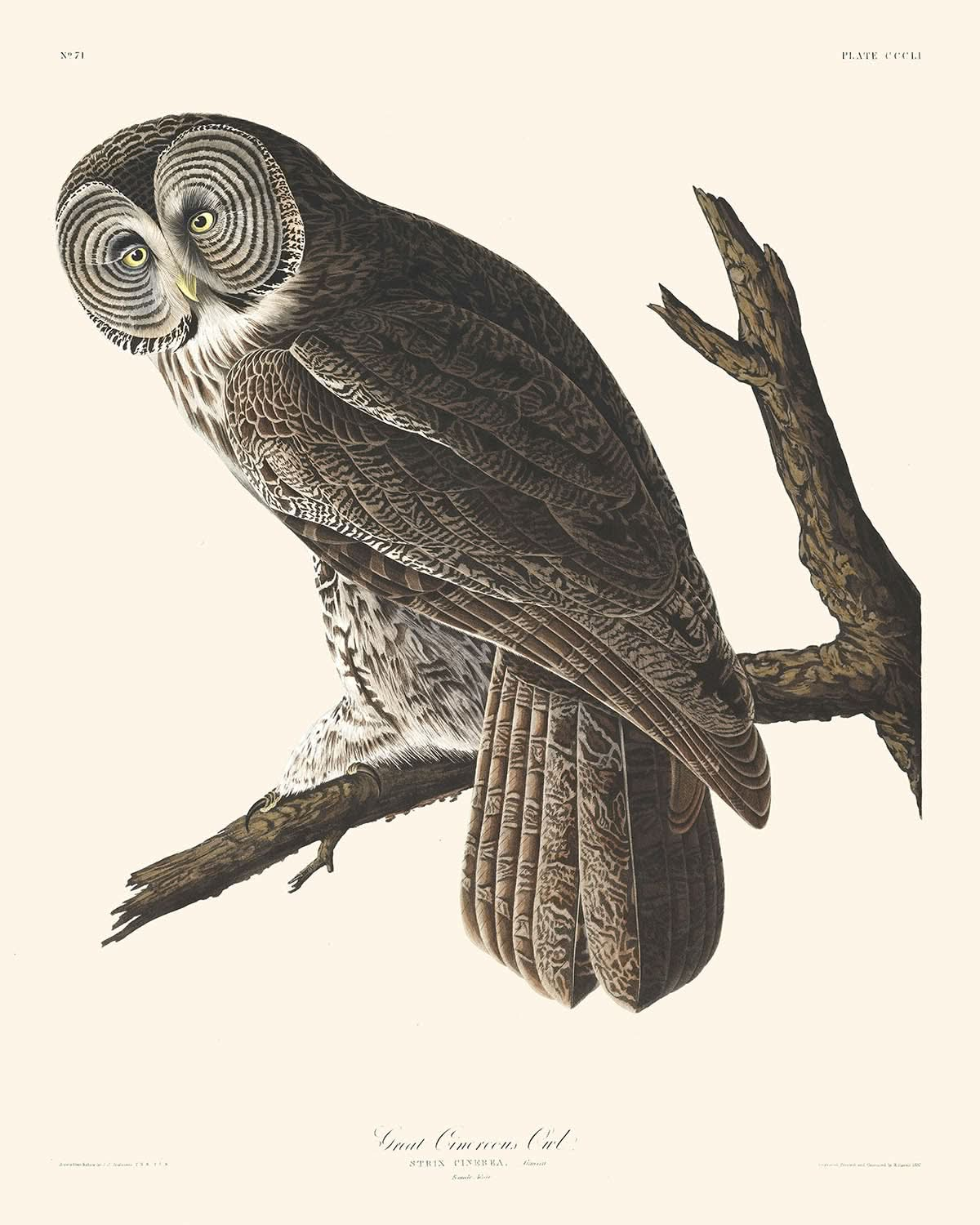 Große Mönchseule von John James Audubon, 1827