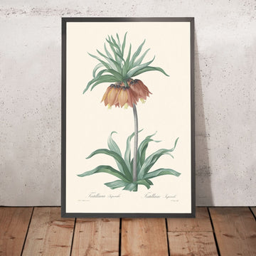 Fritillaria Imperialis di Pierre-Joseph Redouté, 1802 