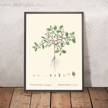 Cavallo del deserto di Pierre-Joseph Redouté, 1802 