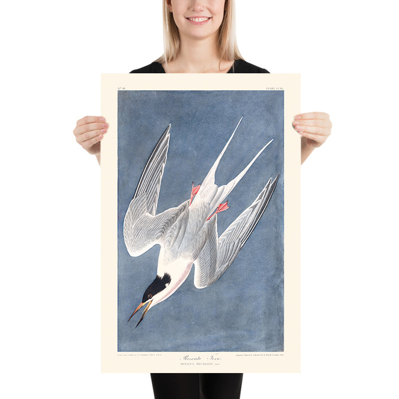 Tern roseo di John James Audubon, 1827 
