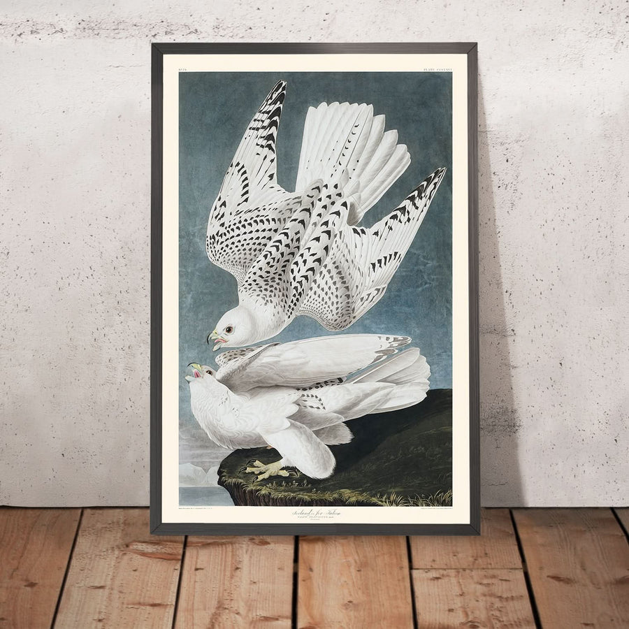Islanda, o Falco Jer di John James Audubon, 1827 