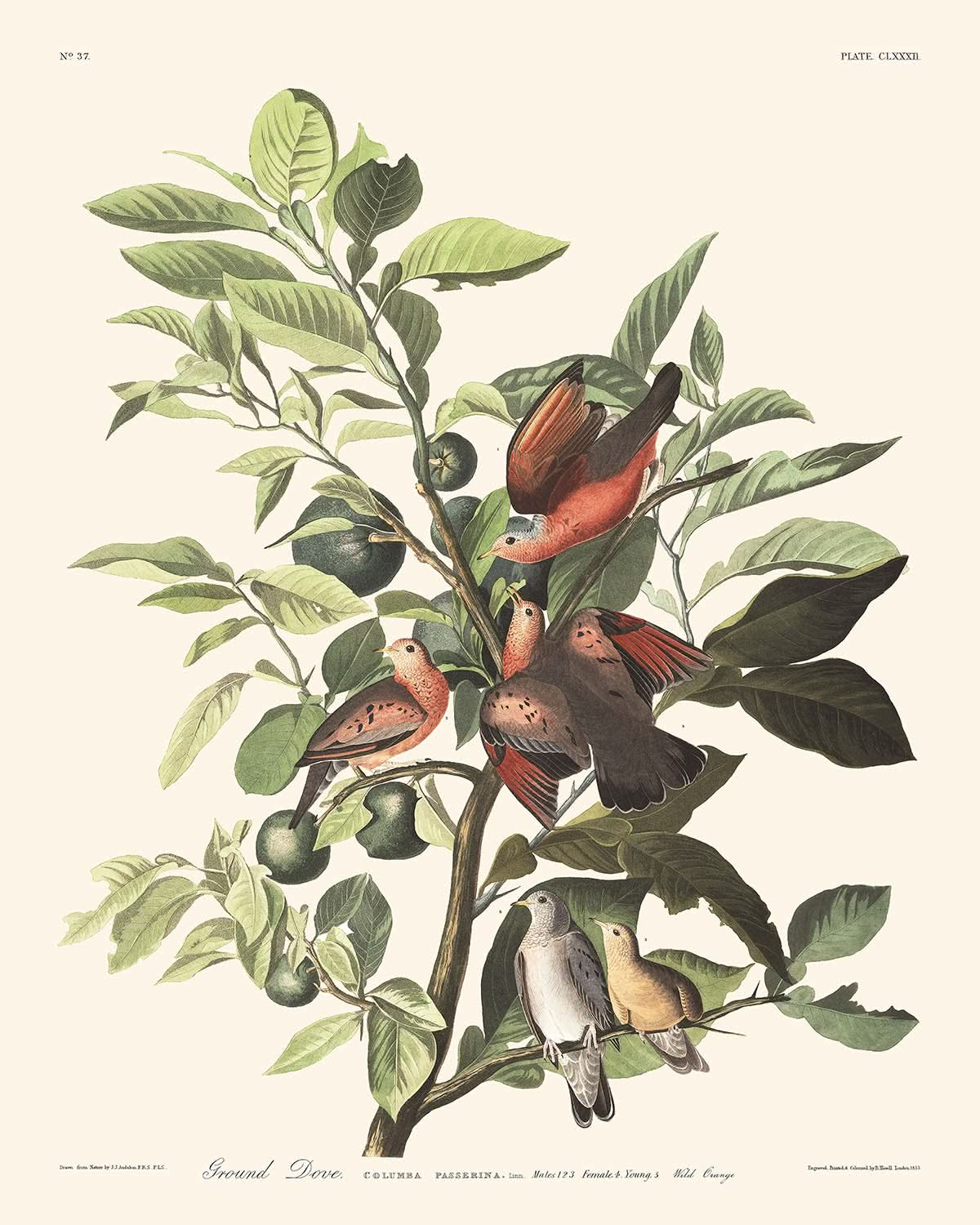 Erdtaube, Tafel 182 von John James Audubon, 1827